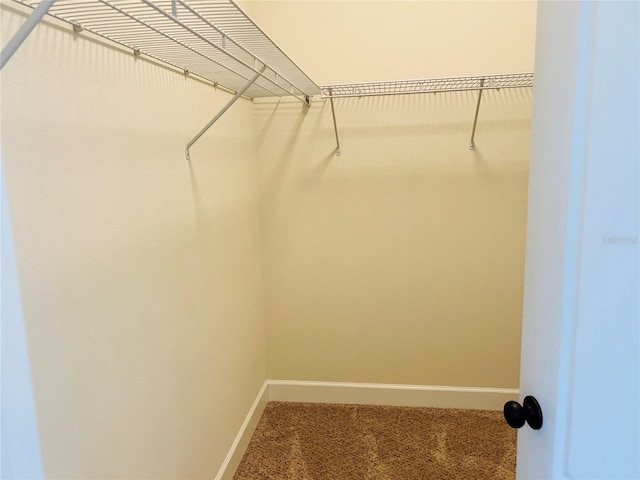 spacious closet featuring carpet