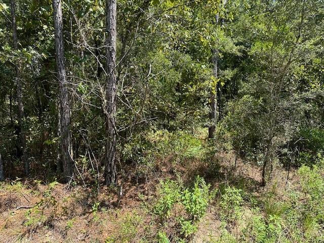 NE 155th Ter, Williston, FL 32696 - photo 2