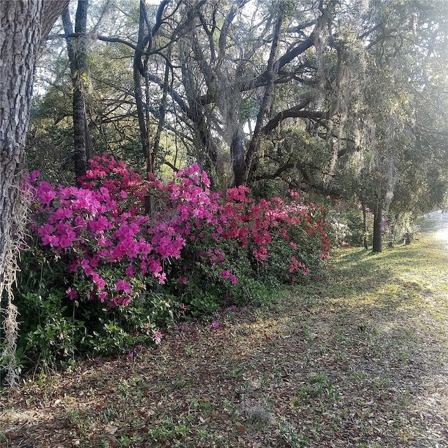 27904 SW 114th Pl, Newberry, FL 32669 - photo 2