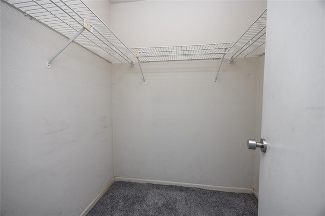 spacious closet featuring carpet flooring