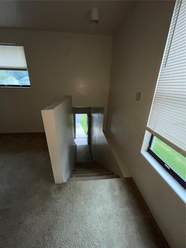 staircase featuring carpet