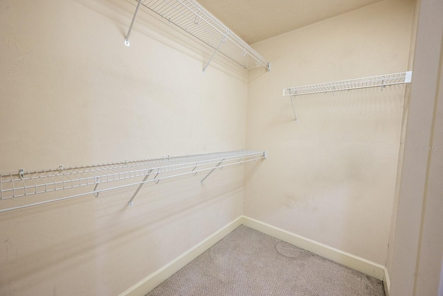 spacious closet featuring carpet