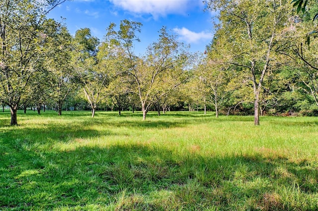 view of local wilderness