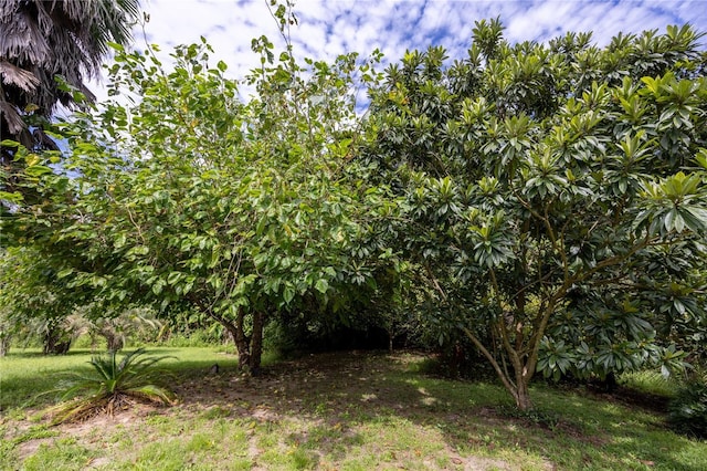 131 Riley Lake Dr, Hawthorne, FL 32640 - view of yard