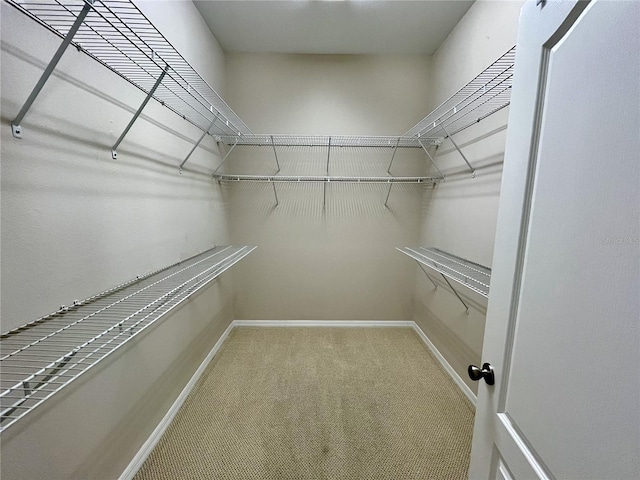 walk in closet featuring carpet