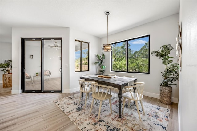 dining area with ceiling fan and light hardwood / wood-style floors