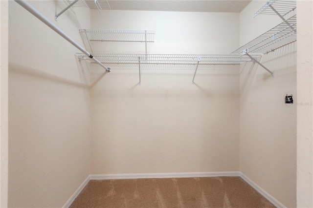 spacious closet featuring carpet flooring