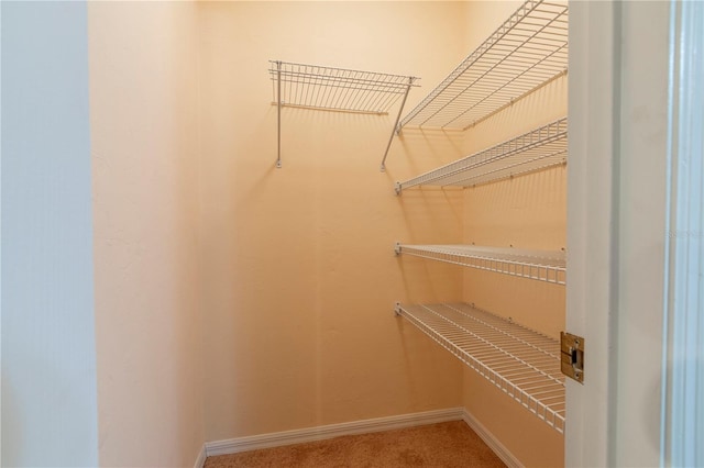 walk in closet with carpet flooring