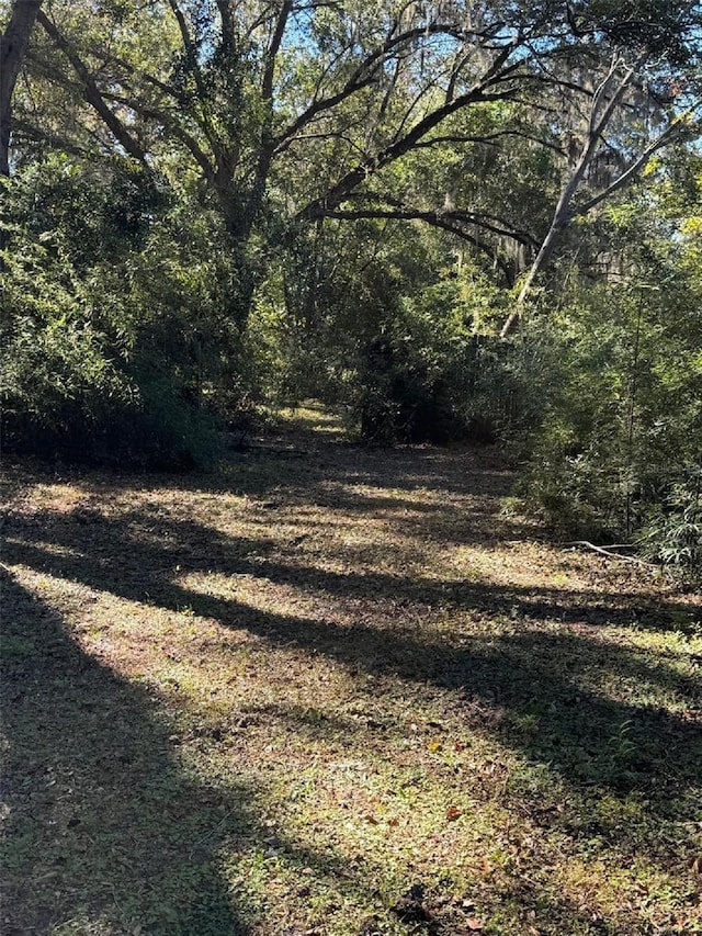 view of local wilderness