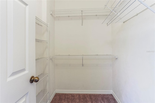 walk in closet featuring carpet floors