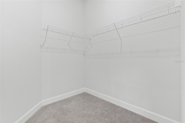 walk in closet with carpet flooring