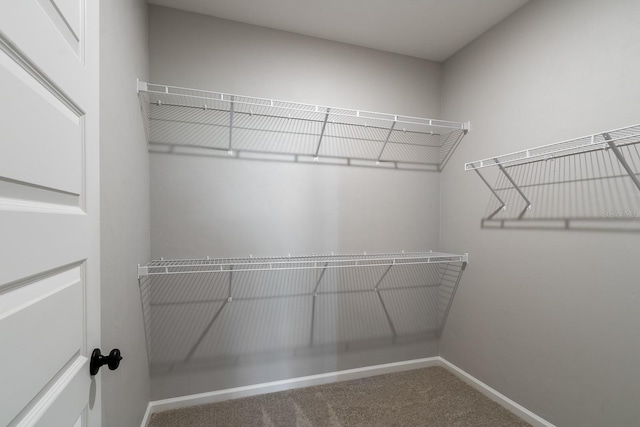 walk in closet featuring carpet flooring