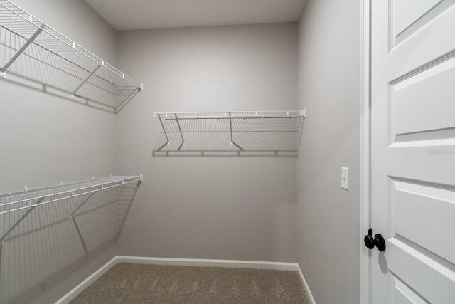 walk in closet featuring carpet flooring