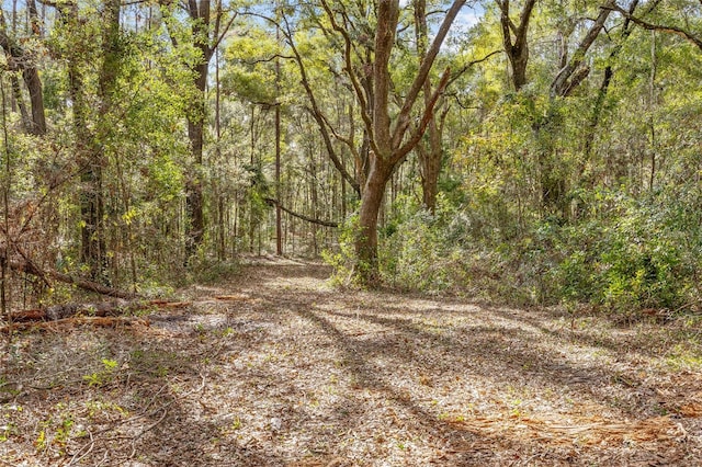 view of local wilderness