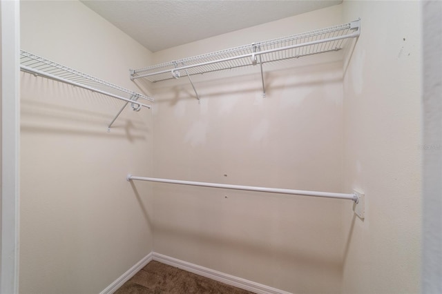 spacious closet featuring carpet