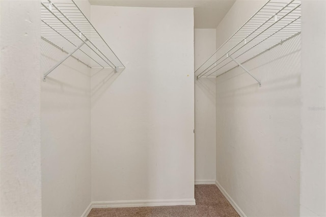 spacious closet featuring carpet floors