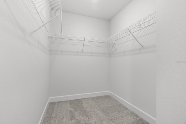 spacious closet featuring carpet