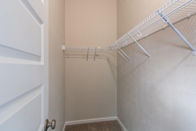 walk in closet with carpet floors