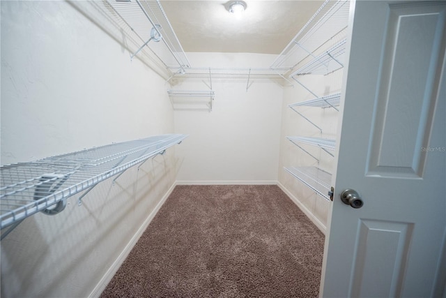 spacious closet featuring carpet