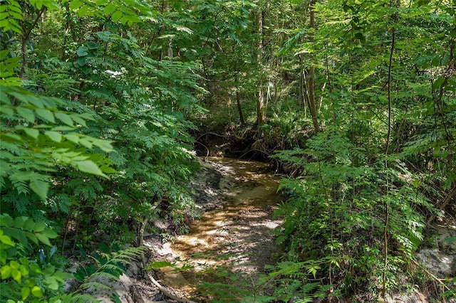 view of local wilderness