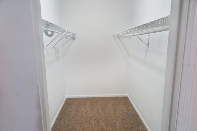 spacious closet with carpet flooring