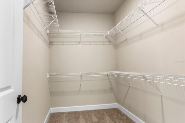 walk in closet featuring carpet flooring