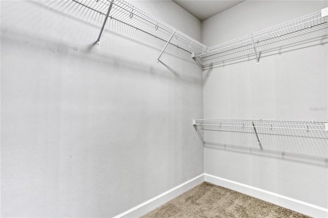 spacious closet featuring carpet floors