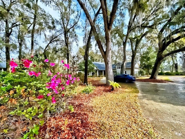 view of yard featuring driveway