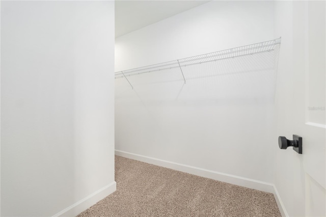 spacious closet featuring carpet flooring