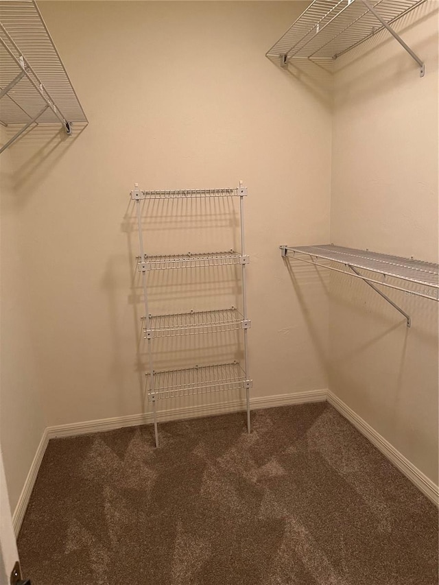 walk in closet with carpet floors