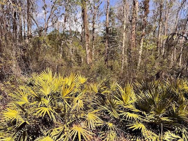 view of local wilderness with a view of trees