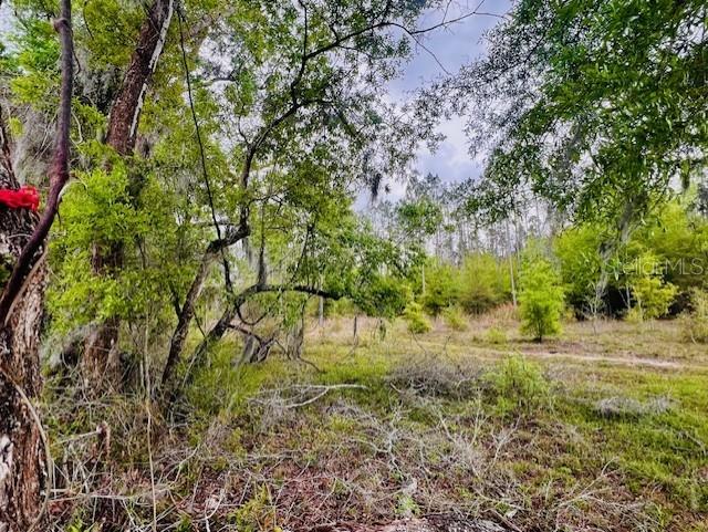 NE 998th Ave, Branford, FL 32008 - photo 8