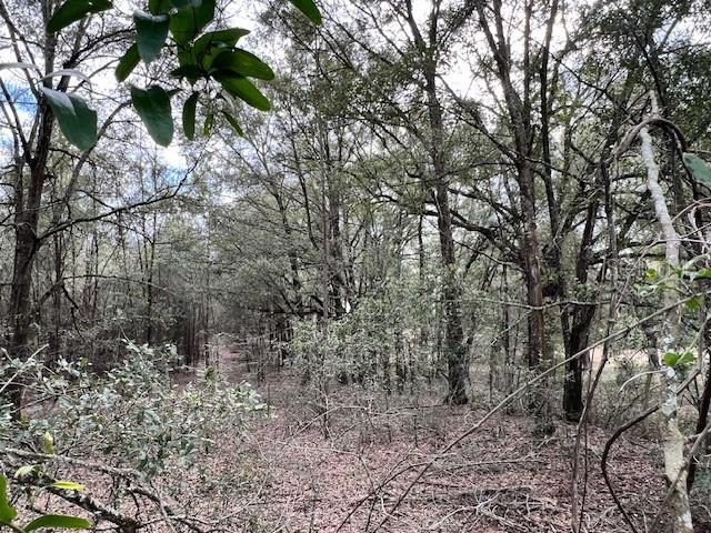 NW 85th St, Bell, FL 32619