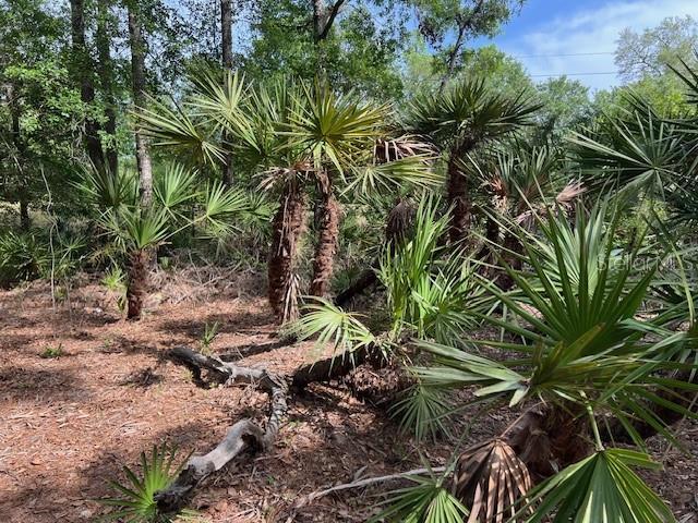 00 SE 929th St, Old Town, FL 32680 - photo 10