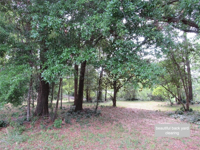 view of local wilderness