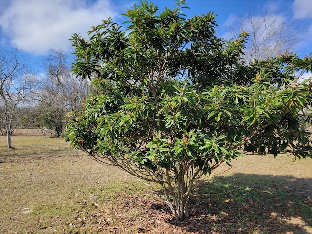 9150 SW 151st Ln, Archer, FL 32618 - view of grassy yard