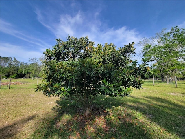 9150 SW 151st Ln, Archer, FL 32618 - view of grassy yard