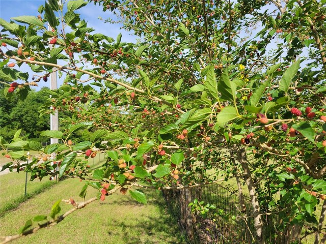 9150 SW 151st Ln, Archer, FL 32618 - view of yard with fence