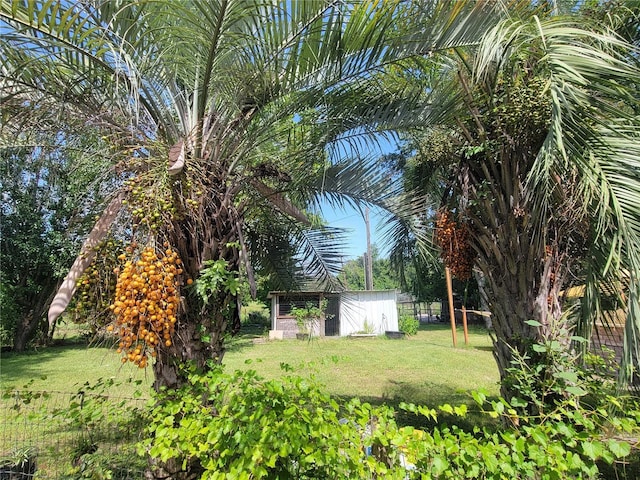 9150 SW 151st Ln, Archer, FL 32618 - view of green lawn featuring a storage unit