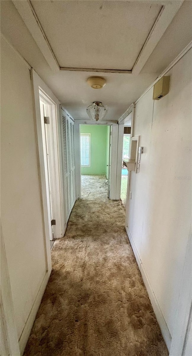 hallway featuring carpet floors