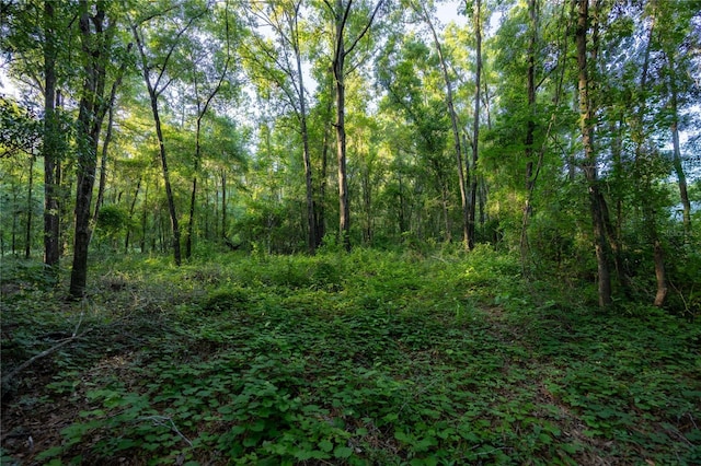 5802 SW 89th Ter, Gainesville, FL 32608 - view of tree filled area