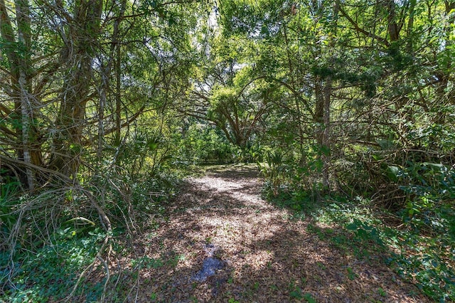 13207 SW Williston Rd, Micanopy, FL 32667 - view of wooded area