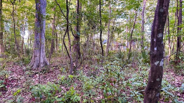 1326 NW 57th St, Gainesville, FL 32605 - view of wooded area