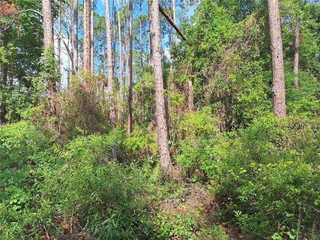 TBD00 NE 512th St, Old Town, FL 32680 - photo 2