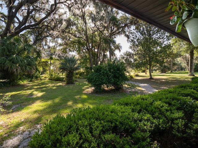 113 Myrtlewood Point Rd, East Palatka, FL 32131 - view of green lawn