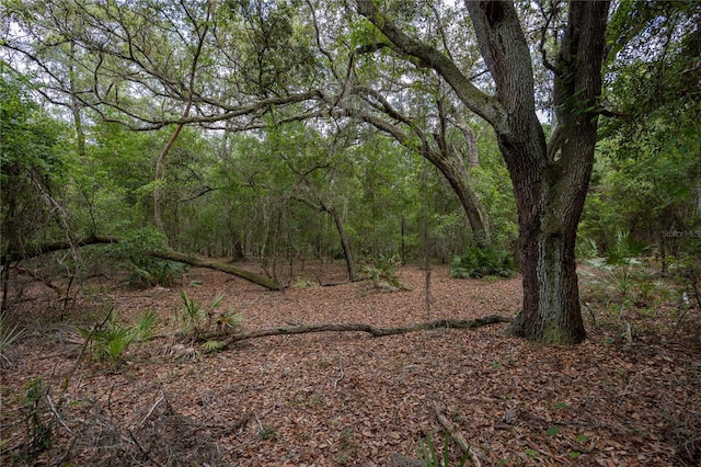1841 SE 245th St, Hawthorne, FL 32640 - view of wooded area
