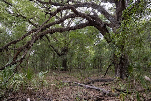 1841 SE 245th St, Hawthorne, FL 32640 - view of woods