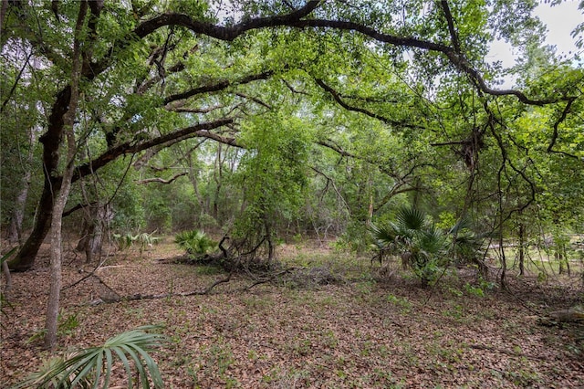 1841 SE 245th St, Hawthorne, FL 32640 - view of wooded area