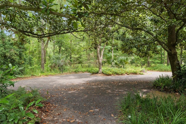 12832 SW 14th Ave, Newberry, FL 32669 - view of street featuring a forest view