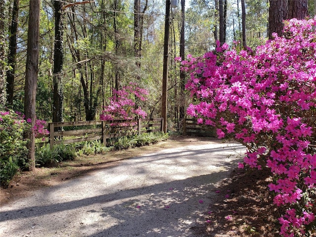 2809 SW 81st St, Gainesville, FL 32608 - view of road with a forest view